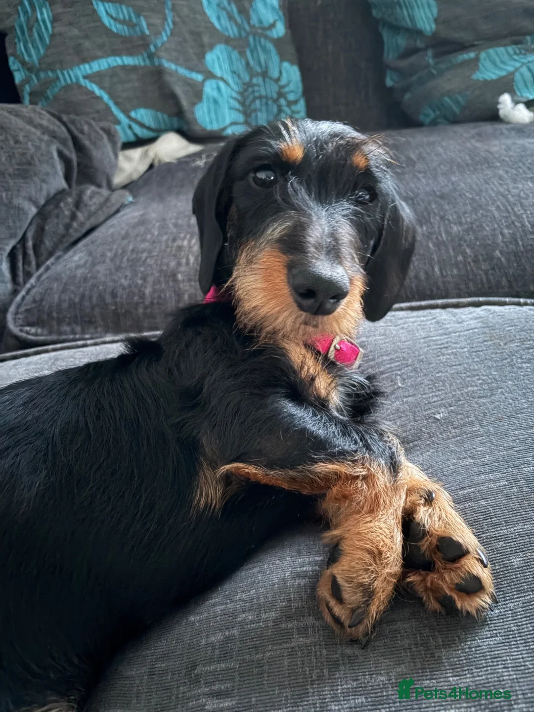 Dachshund dogs for sale: Beautiful female Dachshund  in Blyth - Advert 1