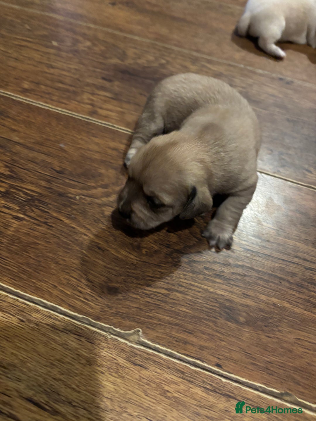 Mixed Breed dogs for sale: Gorgeous little puppies boys and girls - Advert 6