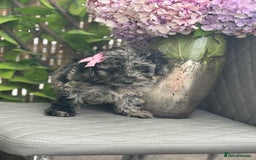 Cockapoo dogs for sale: ✨Stunning health tested Cockapoo pups✨ - Image 5