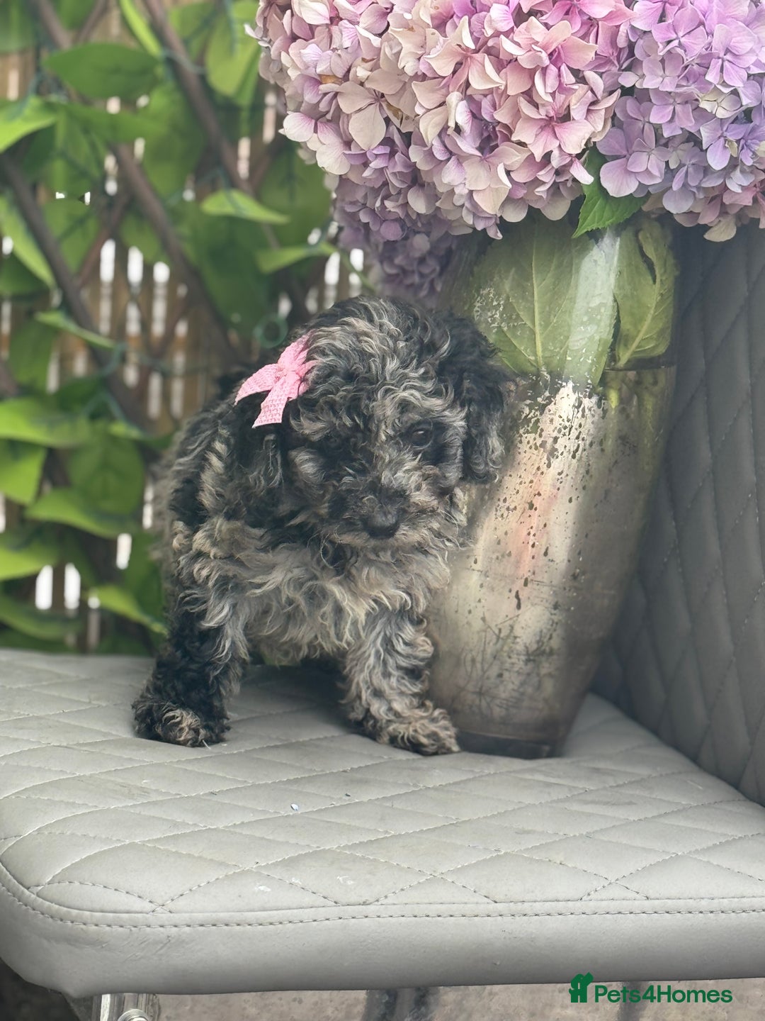Cockapoo dogs for sale: ✨Stunning health tested Cockapoo pups✨ - Image 5