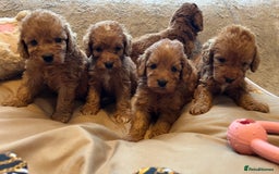 Cockapoo dogs for sale: F1 cockapoo puppies- Health test clear  - Image 28