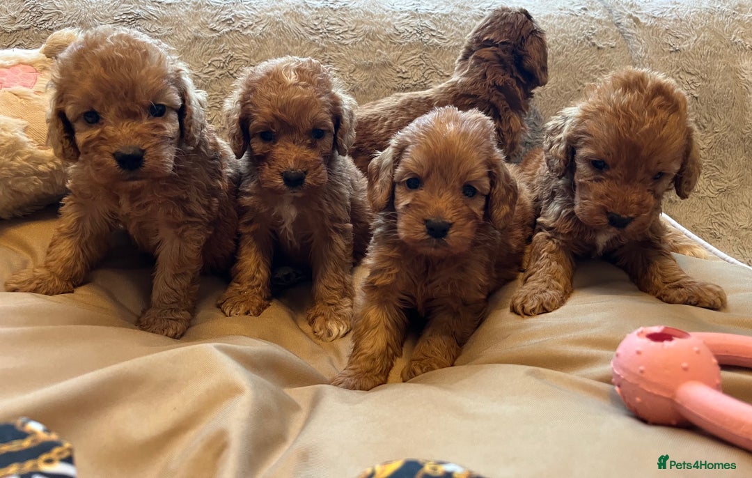 Cockapoo dogs for sale: F1 cockapoo puppies- Health test clear  - Image 28