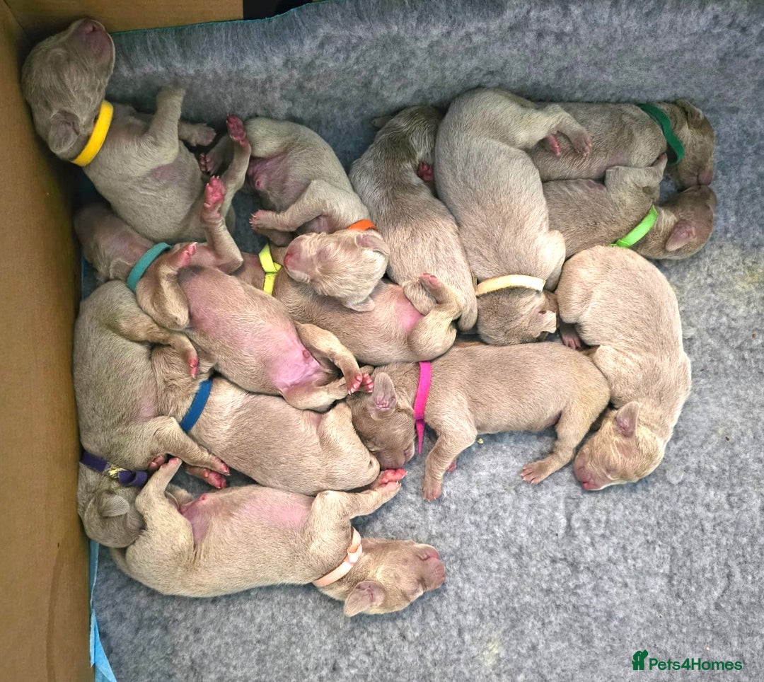 Weimaraner dogs for sale: Exceptional litter of Weimaraner puppies  - Image 2