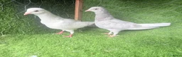 Pigeons birds for sale: Vaccinated Pakistani Pigeons – 20 Pairs - Advert 9