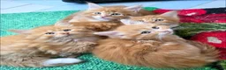 Maine Coon cats for sale: 🐱 Beautiful ginger half maine coon kittens - Advert 1