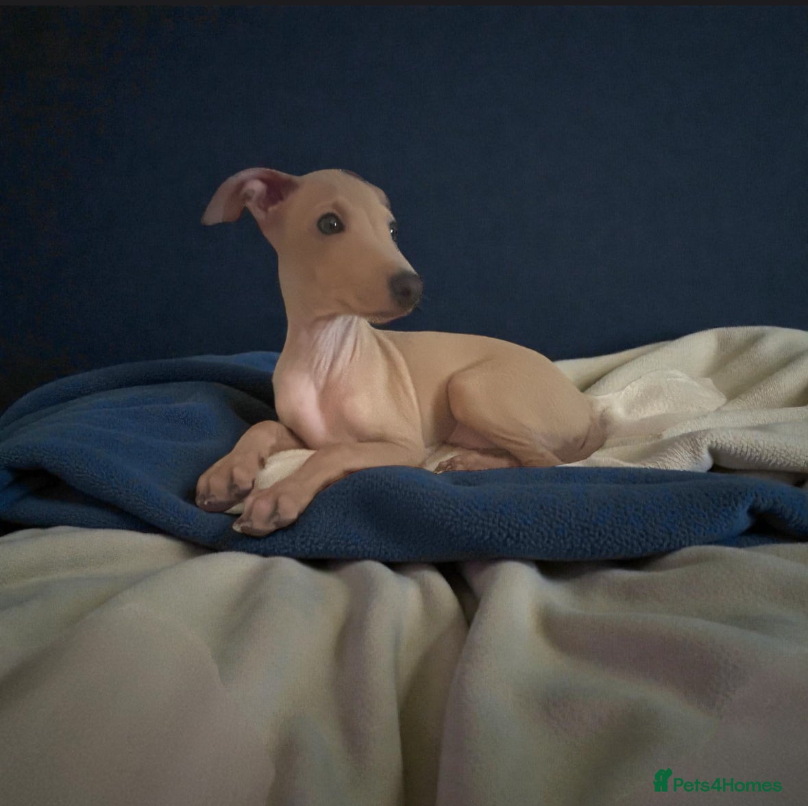 Italian Greyhound dogs Only one beautiful Italian Greyhound boy left - Advert 3