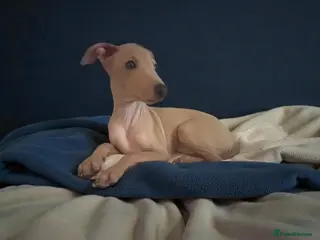 Italian Greyhound dogs Only one beautiful Italian Greyhound boy left - Advert 3