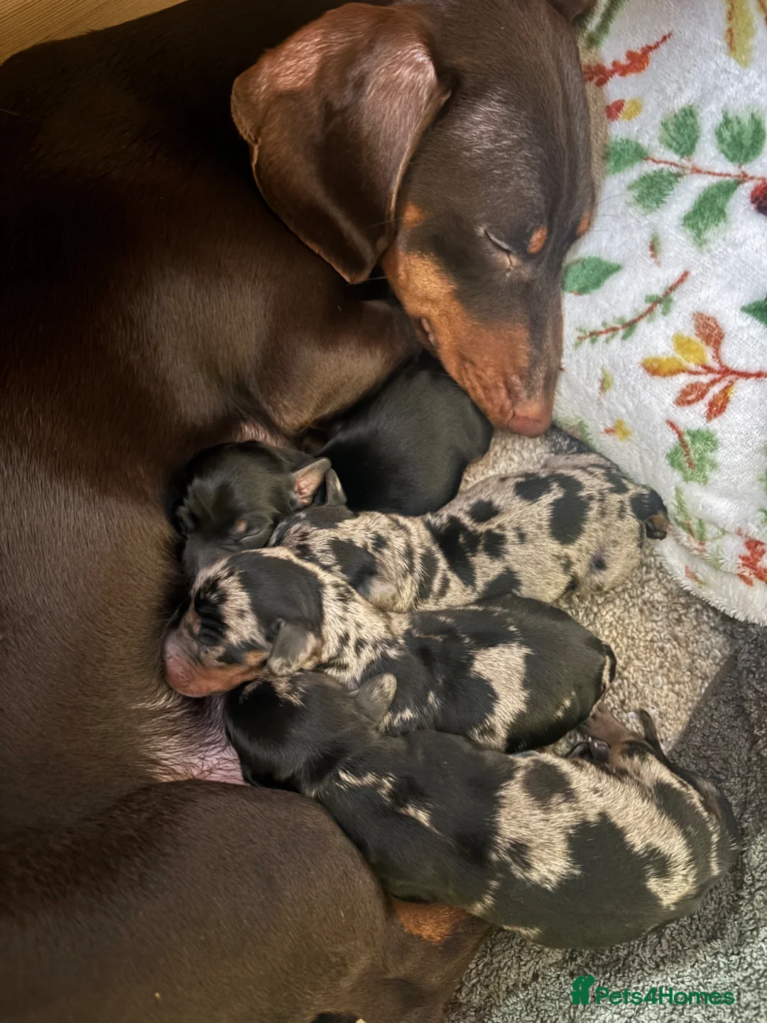Miniature Dachshund dogs for sale: 3 stunning miniature dachshunds  - Advert 8