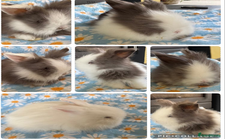 Lionhead rabbits - Advert 4