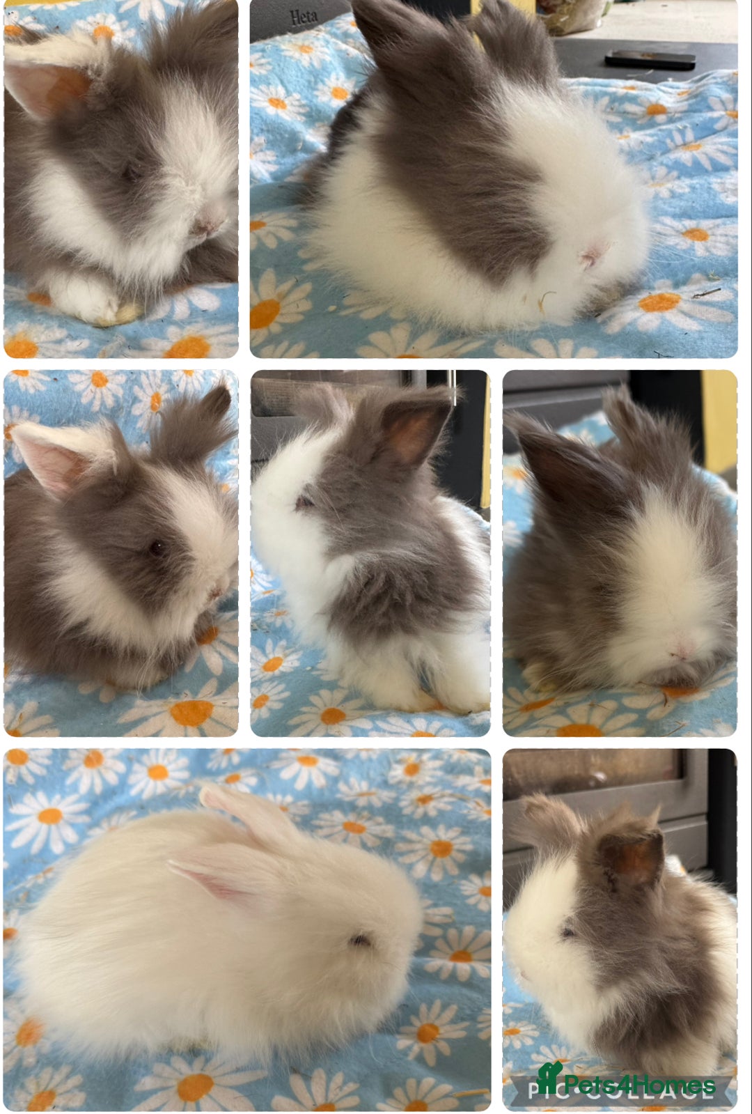 Lionhead rabbits for sale: BEAUTIFUL DOUBLE MANED LIONHEAD RABBITS FOR SALE  - Image 1