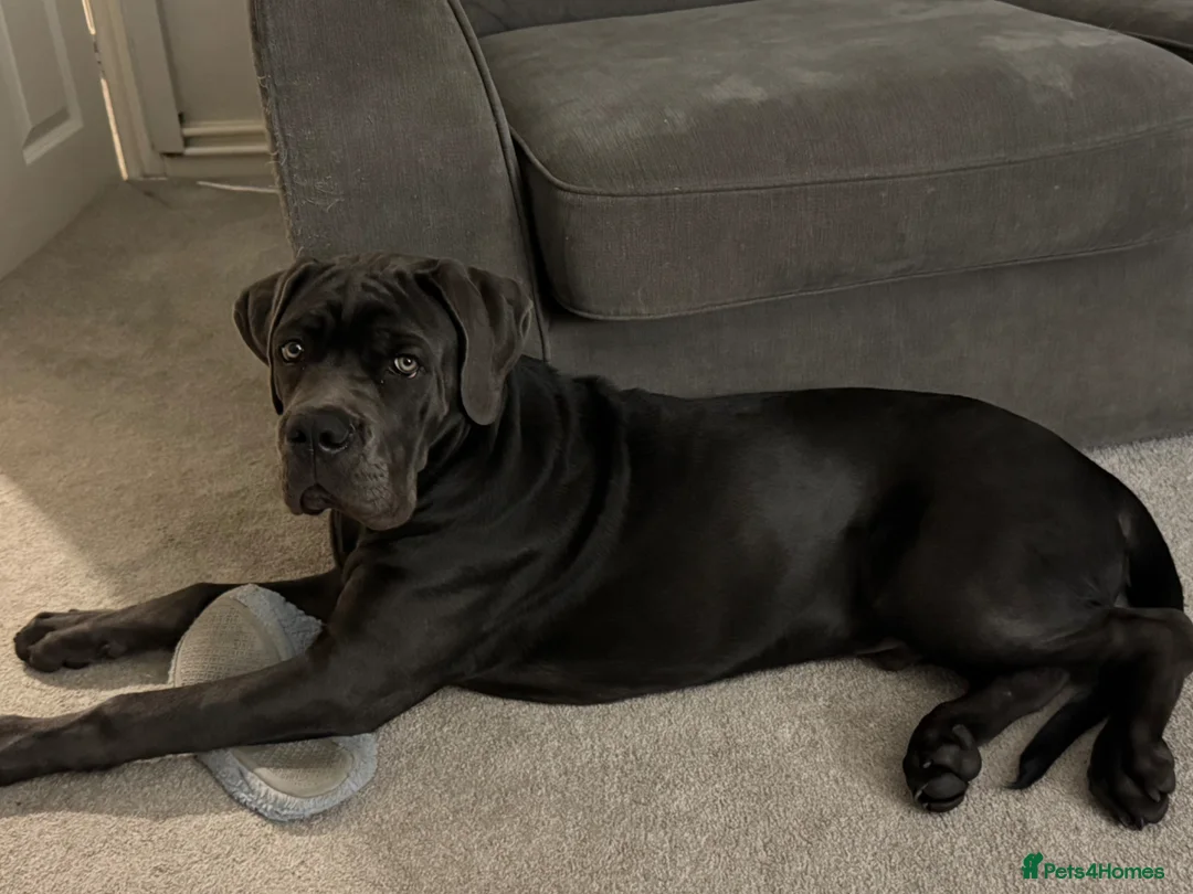 Cane Corso dogs for sale: Bear 5 month old pup in Dudley - Advert 2
