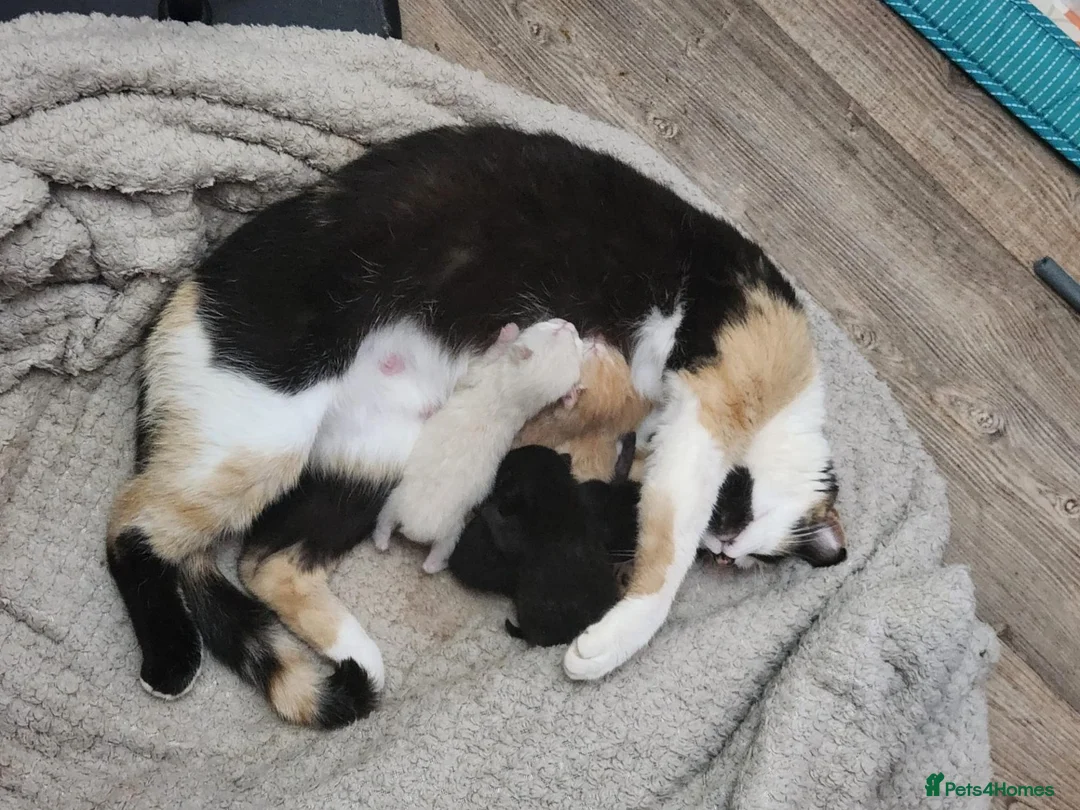 Mixed Breed cats for sale: 6 beautiful kittens  - Advert 2
