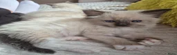 Ragdoll cats for sale: 100% pure ragdoll - Advert 4