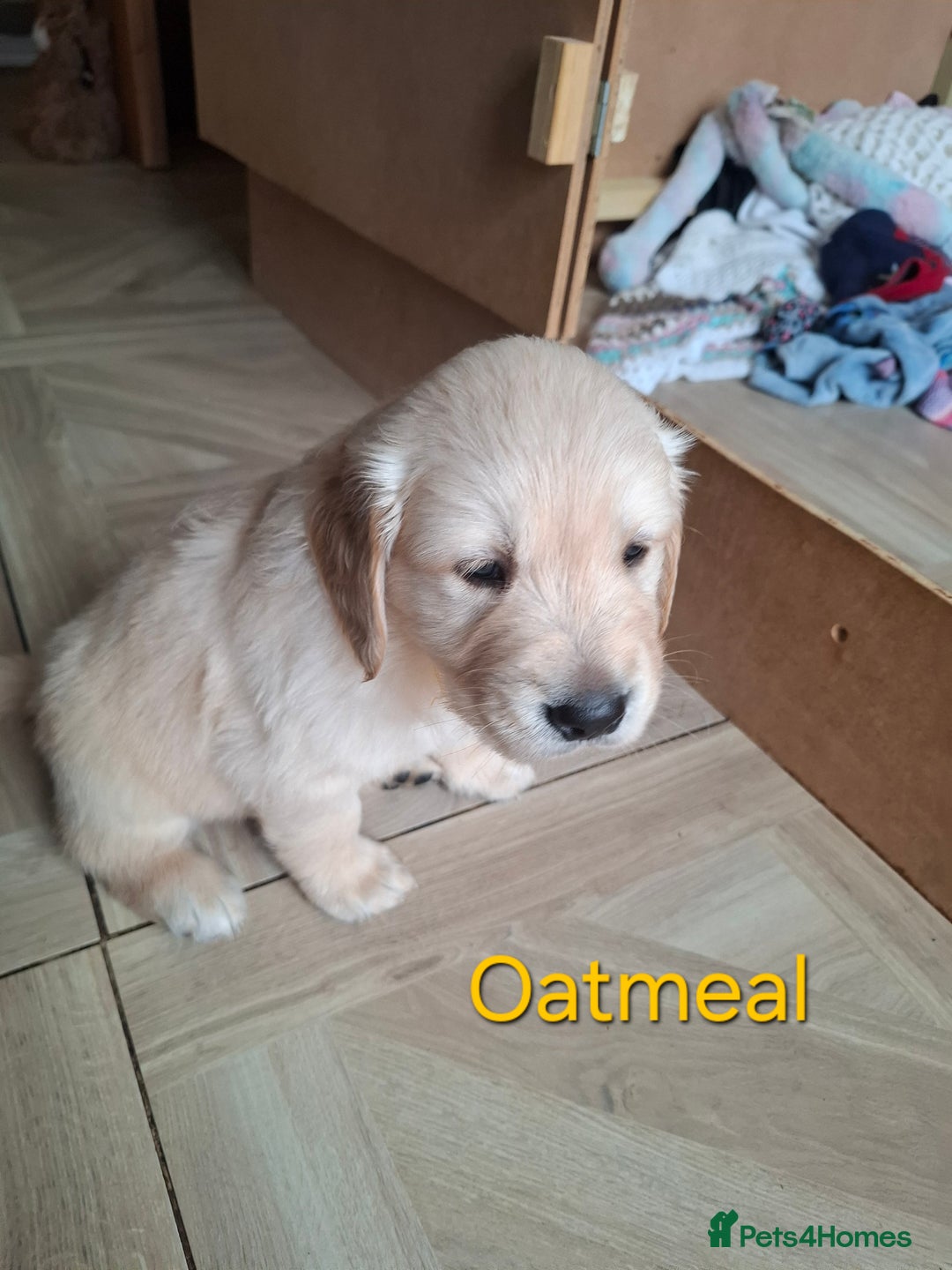Golden Retriever dogs for sale: KC reg golden retriever puppies - Advert 4