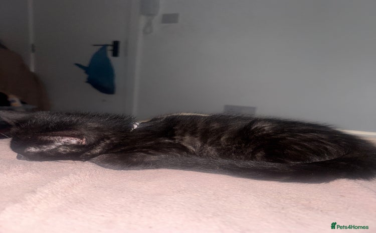 Domestic Shorthair cats - Advert 2