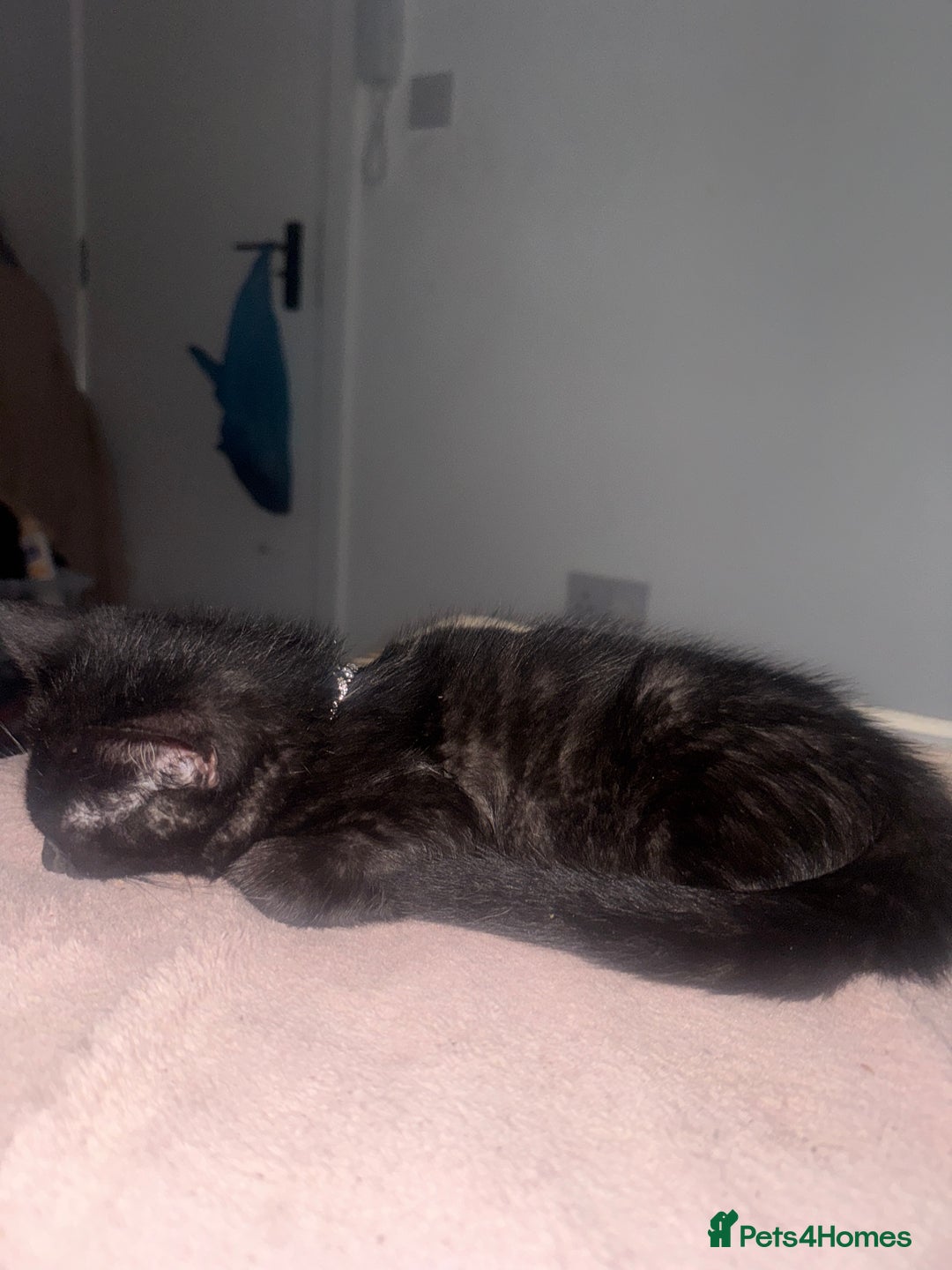 Domestic Shorthair cats for sale: British Shorthair x Black Domestic  - Image 1