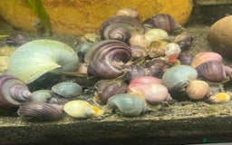 Snails fish for sale: Mystery snails - Image 2