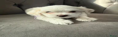Maltese Puppy 2