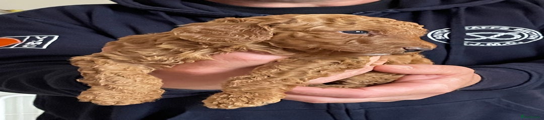 Pete 