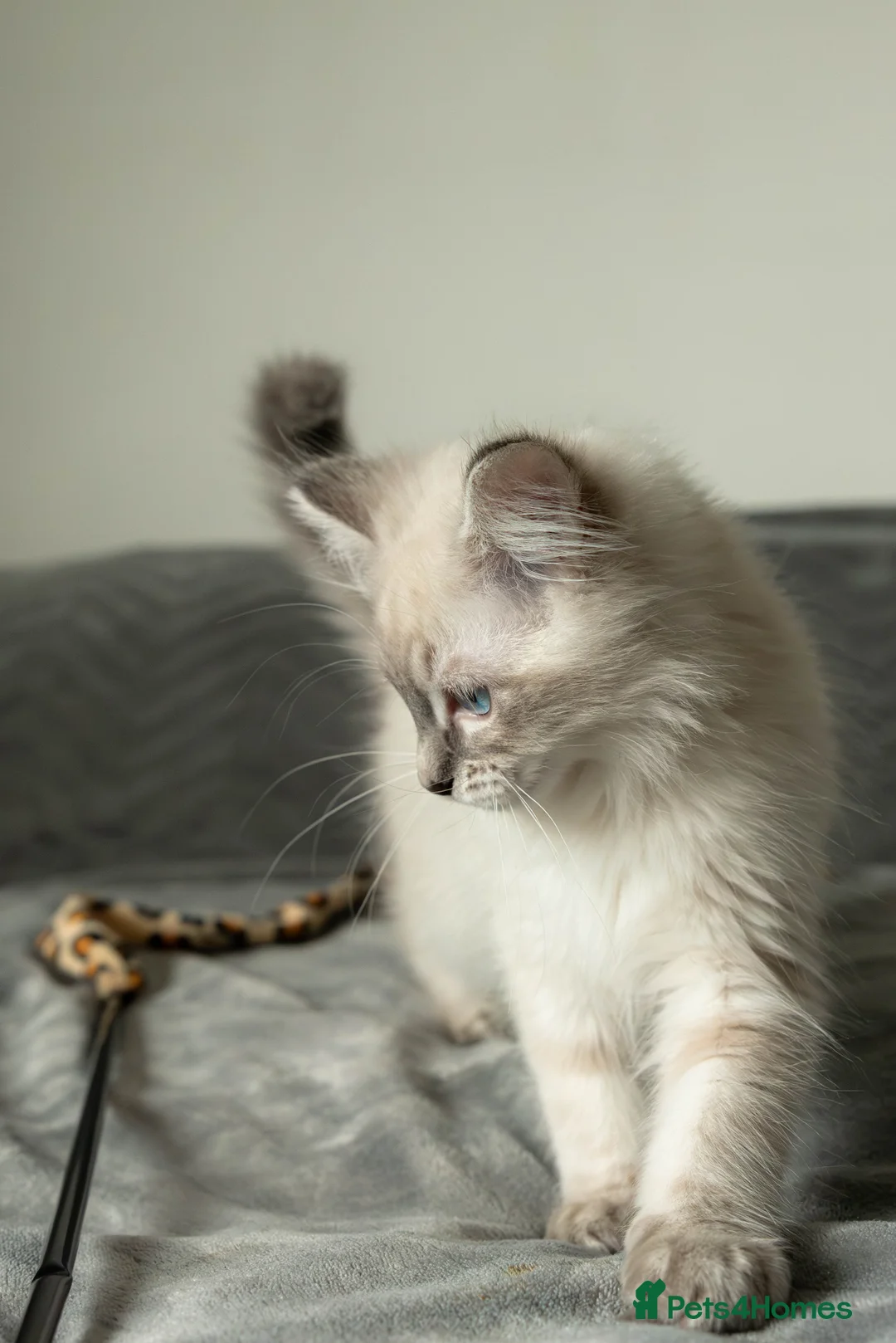 Ragdoll cats for sale: Pure Pedigree Ragdoll Kitten Blue Tabby GCCF - Advert 1