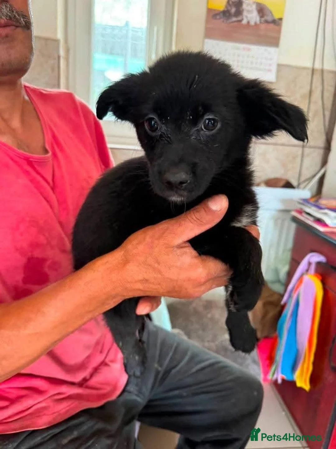 Mixed Breed dogs for adoption: Meet Lola, currently residing in Cheshire  in Nantwich - Advert 7