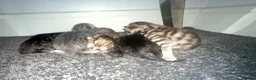 Bengal cats for sale: 5 Bengal x ginger tabby kittens  in Melksham - Advert 3