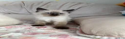 Ragdoll cats for sale: Stunning pure ragdoll kittens 10 weeks old - Advert 13