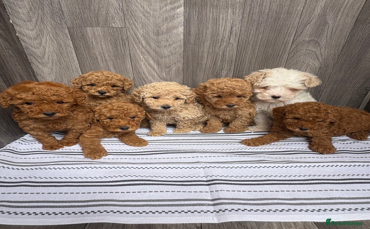 Maltipoo dogs - Advert 2
