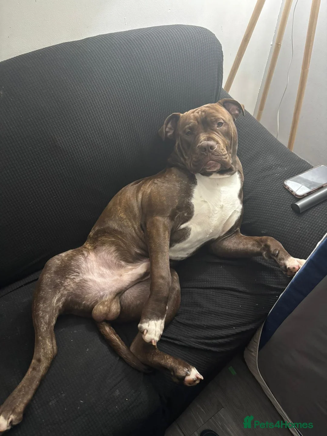 Mixed Breed dogs for sale: Woody  - Advert 1