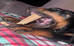 Rottweiler dogs for sale: Rottweiler puppy born 12th June 2025 - Image 3