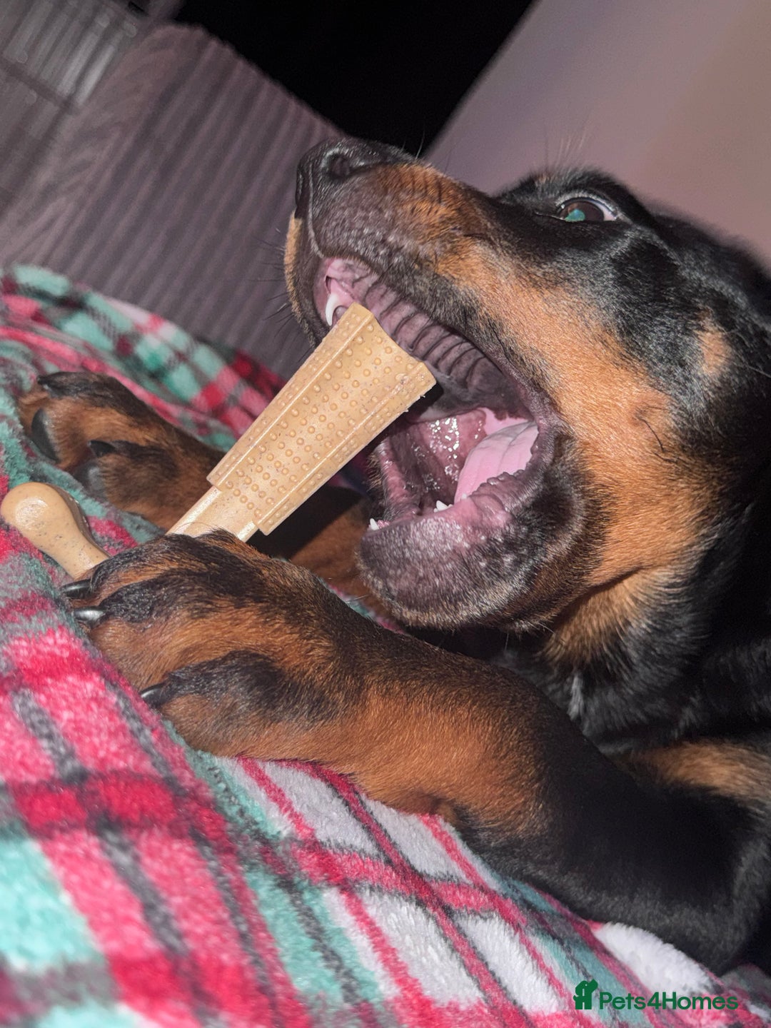 Rottweiler dogs for sale: Rottweiler puppy born 12th June 2025 - Image 3