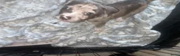 Mixed Breed dogs for sale: Boy and girl puppies  - Advert 10