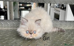 Persian cats for sale: LITTLE PERSIAN KITTENS FOR SALE!!! - Image 5