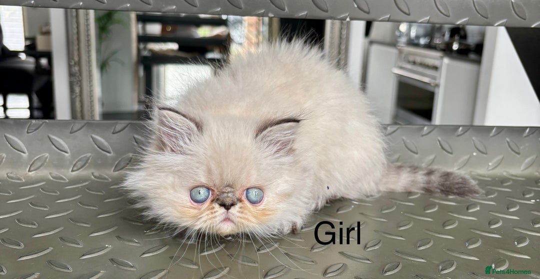 Persian cats for sale: LITTLE PERSIAN KITTENS FOR SALE!!! - Image 5