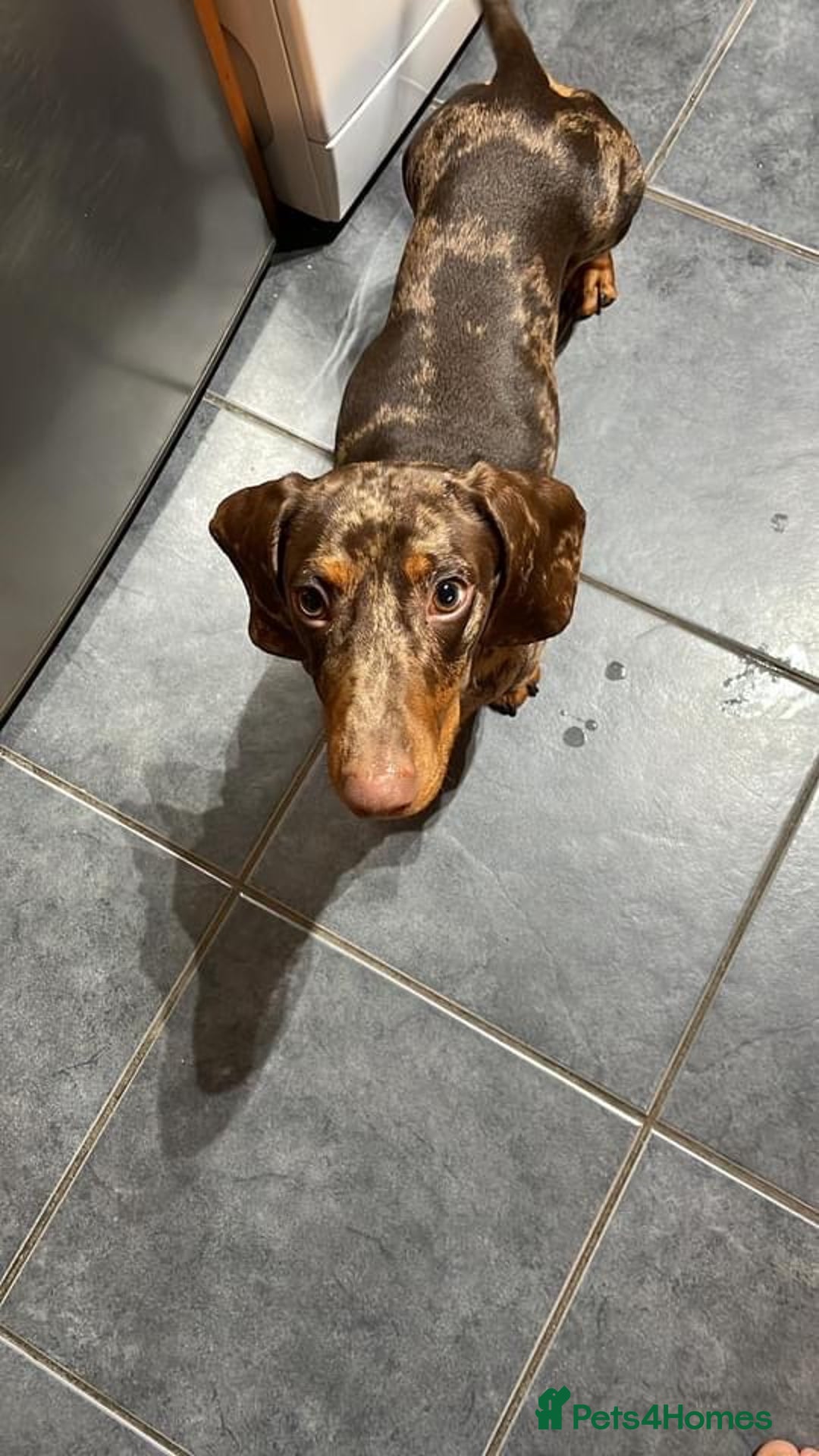 Dachshund dogs for sale: Dachshund puppy’s one boy and four girls  - Image 11