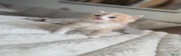 Ragdoll cats for sale: Ragdoll Kittens for Sale – 2 Females & 1 Male - Advert 2