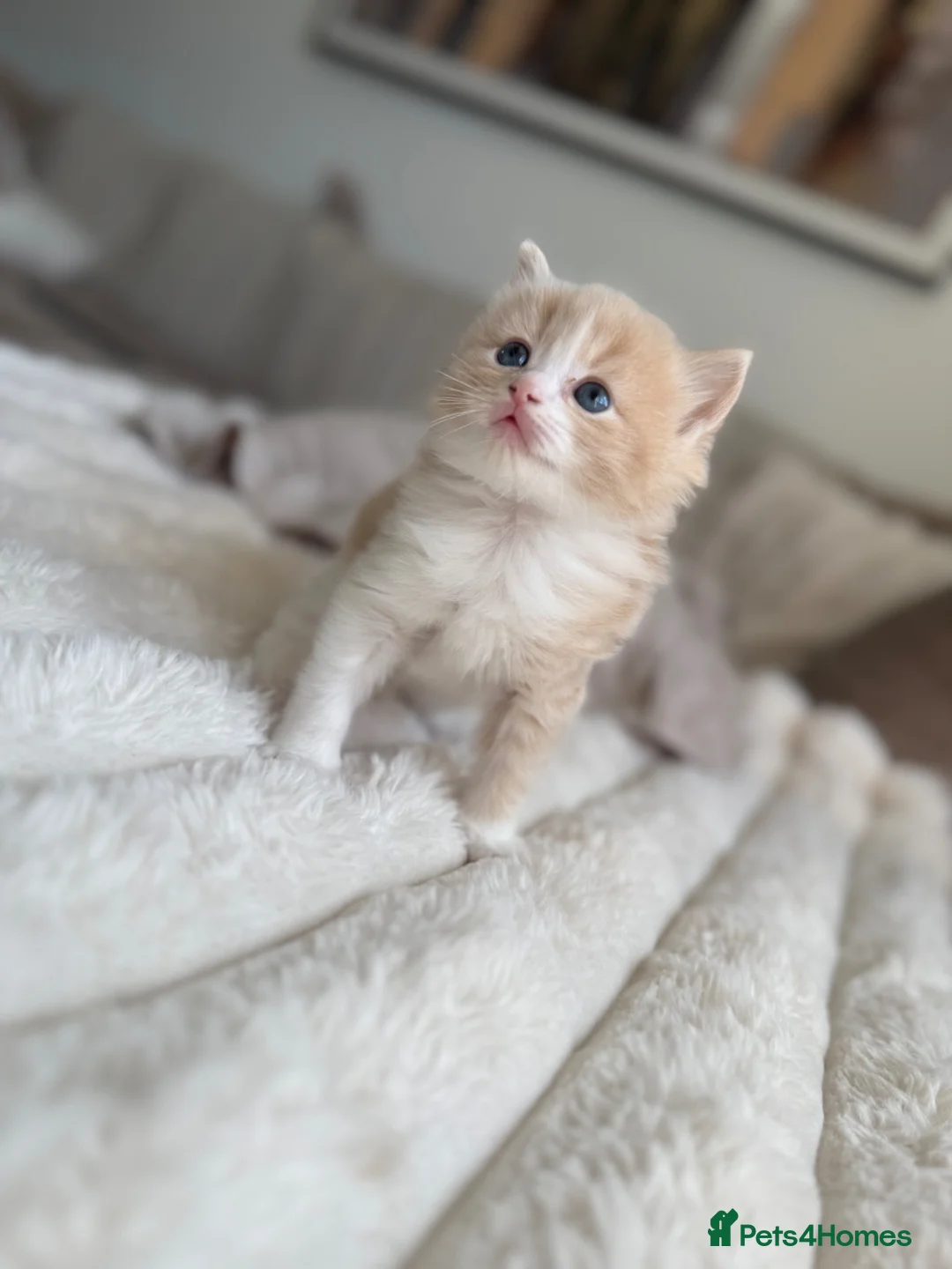 Ragdoll cats for sale: Ragdoll Kittens for Sale – 2 Females & 1 Male - Advert 2