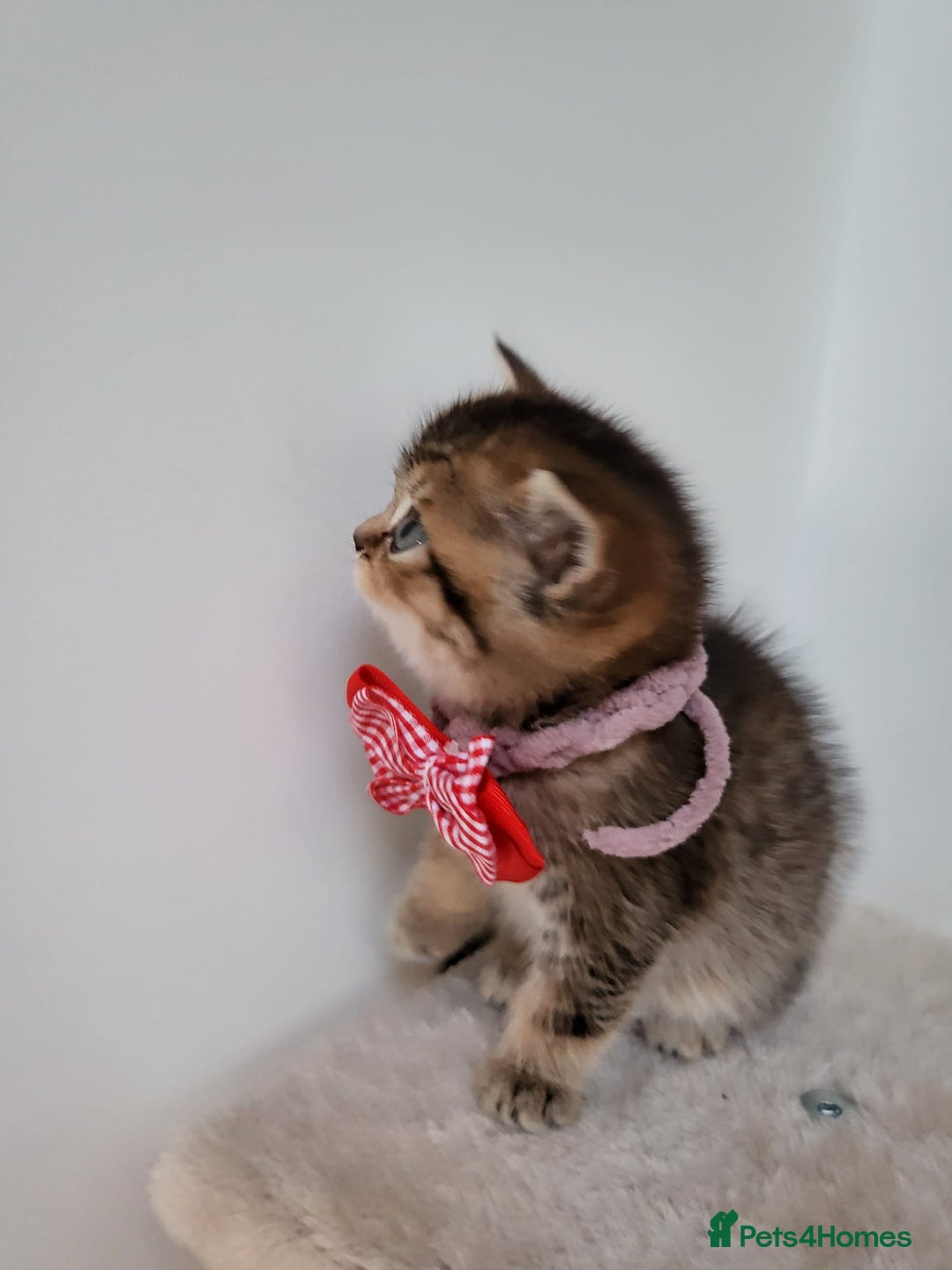 British Shorthair cats for sale:  **  **  **  ** BRITISH SHORTLY **  **  **  **   - Advert 18