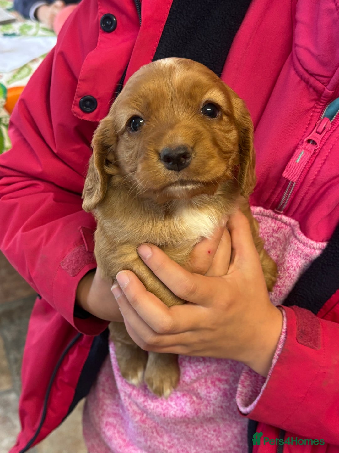 Cocker Spaniel dogs for sale: Cocker spaniel puppies for sale - Advert 10