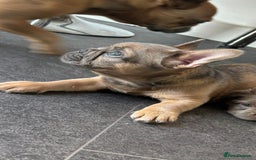 French Bulldog dogs for sale: Teddy bear floodle  - Image 7