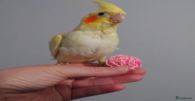 Cockatiels birds - Advert 2