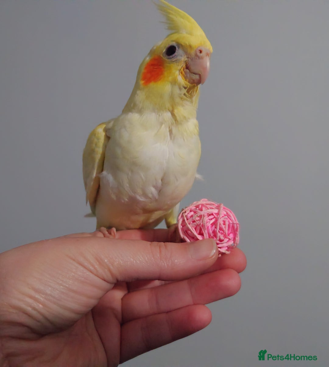 Cockatiels birds for sale: Hand reared silly tame DNA sexed baby cockatiels  - Image 3