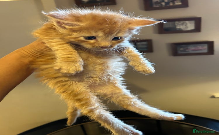 Maine Coon cats - Advert 8