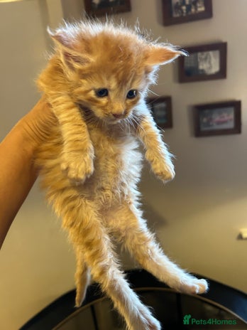 Maine Coon cats - Advert 8