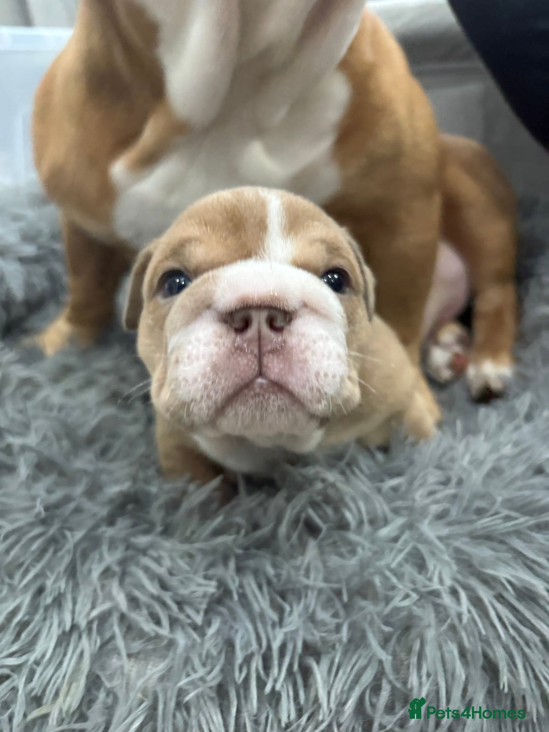 English Bulldog dogs for sale: English bulldog puppies  - Advert 4