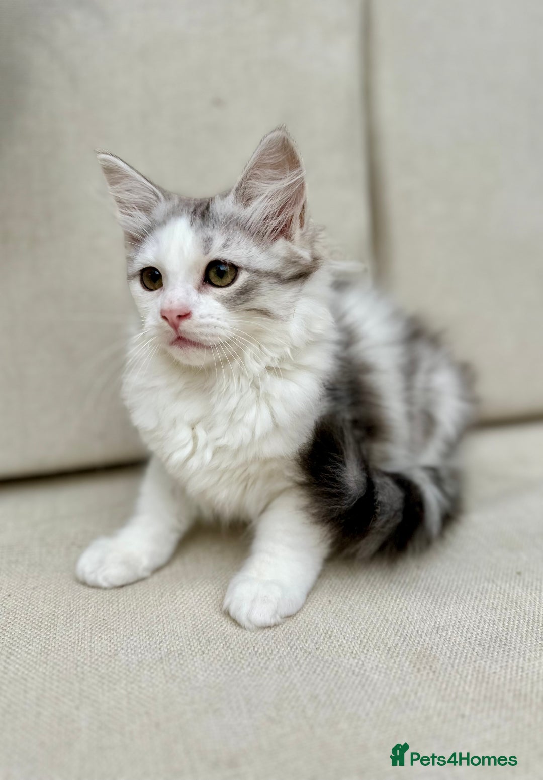 Siberian cats for sale: TICA Siberian Kittens Hypoallergenic Family Raised - Image 6