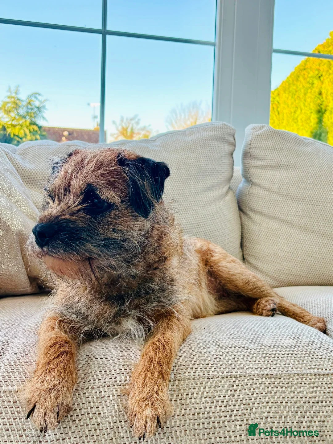 Border Terrier dogs for sale: KC registered high quality Border Terrier pups.  in Londonderry - Advert 2