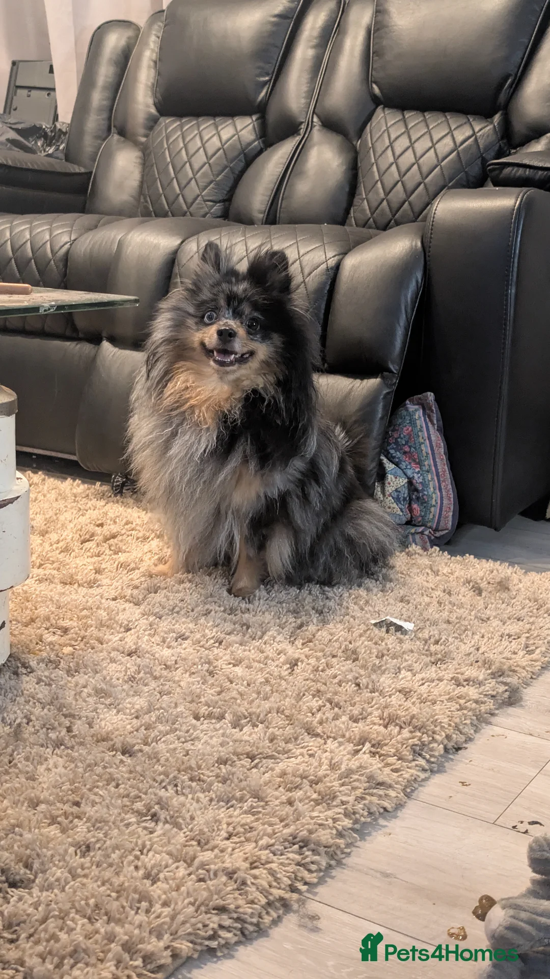 Pomeranian dogs for sale: Small Lond Haired Girl Poms in London - Advert 1