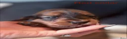Miniature Dachshund dogs for sale: KC Registered Miniature Dachshund Puppies - Advert 15