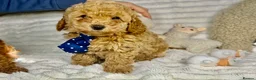Toy Poodle dogs for sale: Toy poodle  puppies  - Advert 21